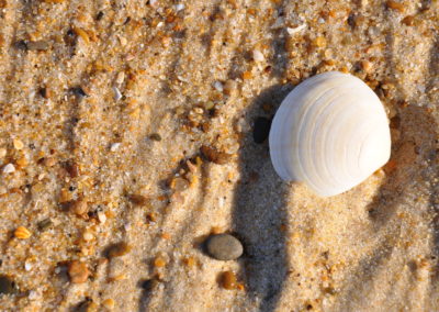 Coquillage sur la plage Mimizan